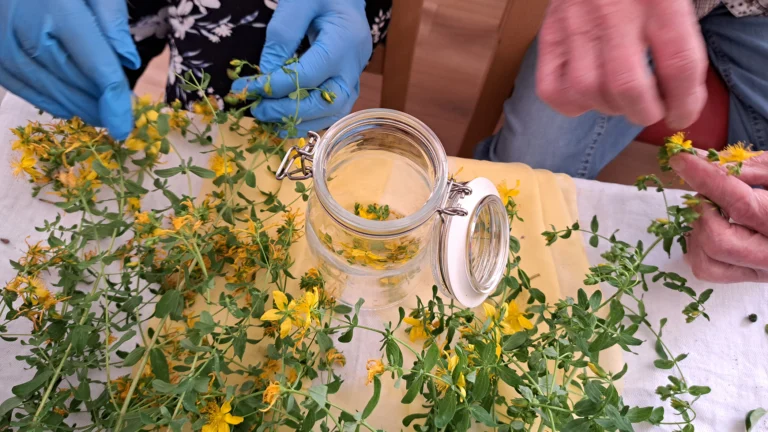 Nahaufnahme von Händen beim Zupfen von Johanniskraut-Blüten in der Tagespflege Hausach