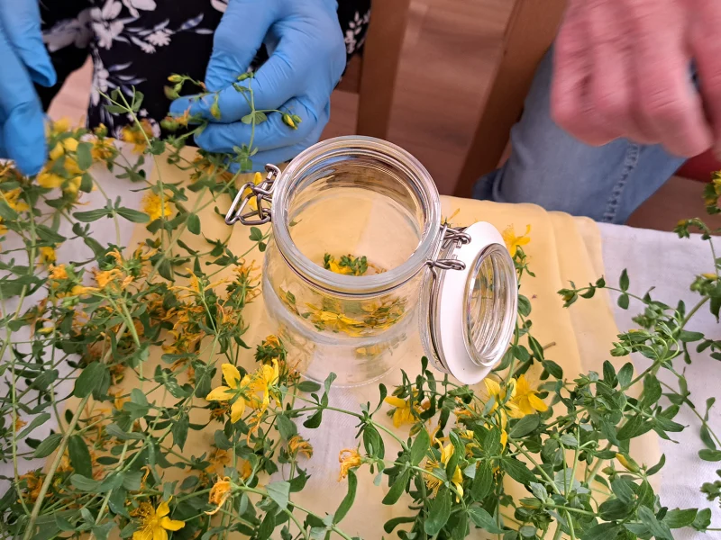 Nahaufnahme von Händen beim Zupfen von Johanniskraut-Blüten in der Tagespflege Hausach